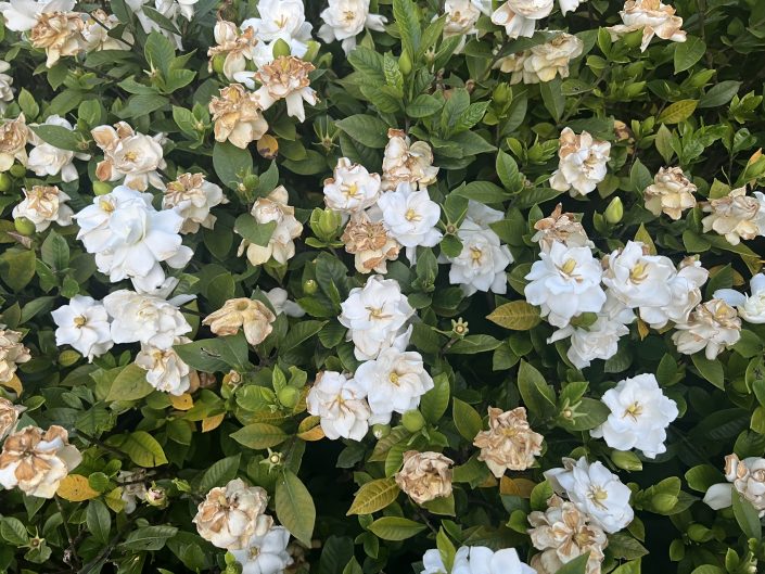 7月度スケジュール